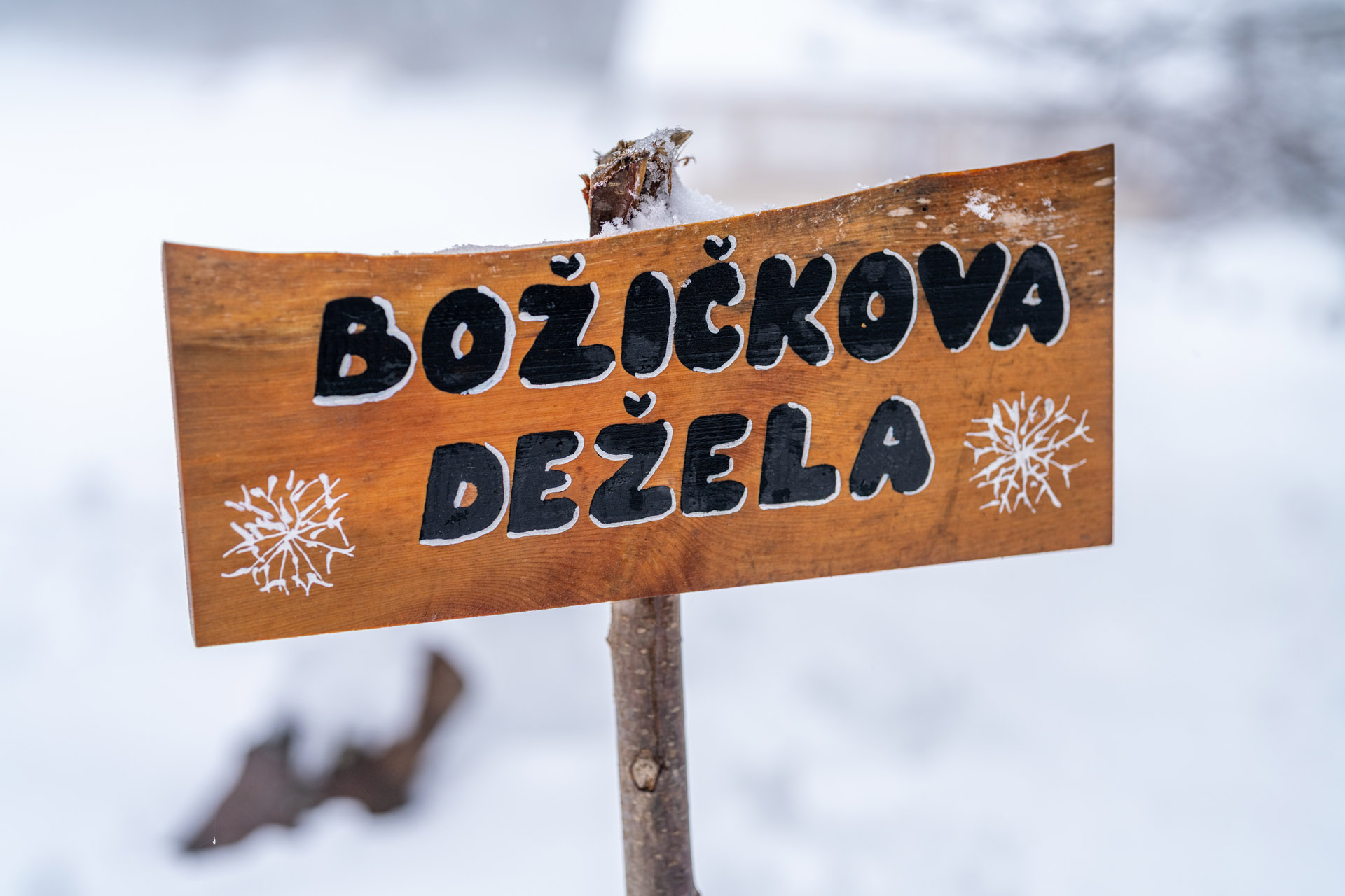 2025_bozickova_dezela_00012